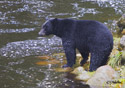 Ursus americanus